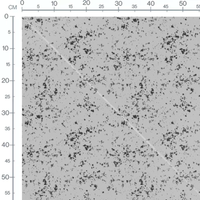 Tissu - Têtes d'ours souriants
